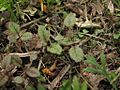 Phacelia campanularia seedlings
