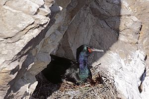 Phalacrocorax pelagicus -San Luis Obispo, California, USA -nest-8 (2)