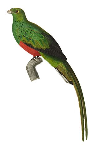 Pharomachrus pavoninus 1838.jpg