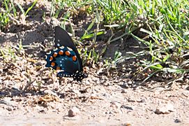 Pipevine Swallowtail Butterfly San Pedro House River Sierra Vista AZ 2018-08-29 09-12-25 (48038782687)