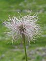 Pulsatilla alpina fruit