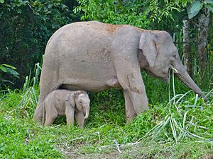 Pygmy Elephants (Elephas maximus borneensis) mother and baby (8074148819)