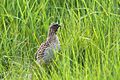 Quail (Coturnix coturnix), Baltasound - geograph.org.uk - 7518986