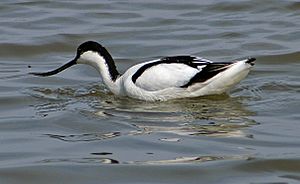 Recurvirostra avosetta -Titchwell Marsh, Norfolk, England -swimming-8