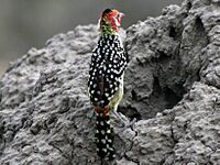 Red-and-yellow Barbet RWD2
