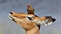 Red-billed oxpecker (Buphagus erythrorhynchus) on impala (Aepyceros melampus)