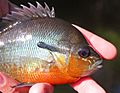 Redbreasted Sunfish - Lepomis auritus from Maryland.jpg