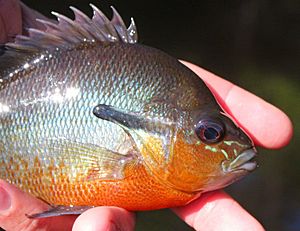 Redbreasted Sunfish - Lepomis auritus from Maryland