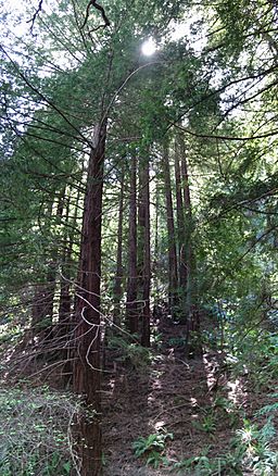 RedwoodRegional.jpg