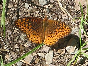 Ricketts Glen State Park butterfly