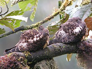 Rufous-bellied Nighthawk.jpg