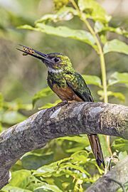 Rufous-tailed jacamar (Galbula ruficauda melanogenia) male Orange Walk