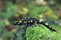 Salamandra salamandra (Marek Szczepanek)