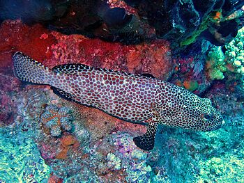 Serranidae - Epinephelus merra.JPG