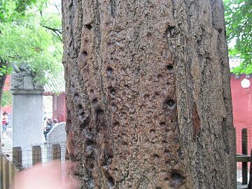 Shaolin Temple Finger Punching Tree