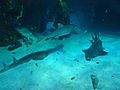 Sharks at the Sydney aquarium