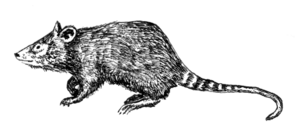 Shrew opossum - Caenolestidae