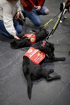 Simon king Discover Dogs 2021 London medical detection dogs