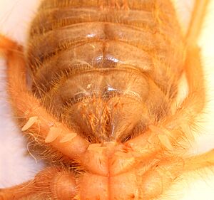 Solifugae Ventral aspect of respiratory slots 2012 01 24 0985s