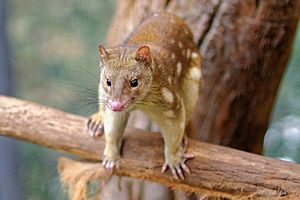 Spotted Tail Quoll 2011