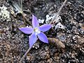 Starr 050817-3868 Wahlenbergia gracilis