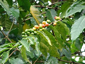 Several coffee cherries growing along a branch; some are green and some are beginning to ripen