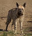 Striped Hyena Adult