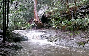 Swaines Creek Cave & Angophora