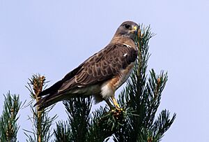 Swainson's Hawk (4436717321).jpg