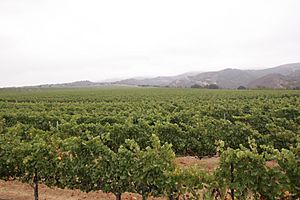 Syrah grapes growing at Hahn vineyard