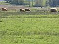 Syresham Marshy Meadows 5