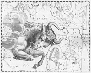 Taurus by Johannes Hevelius.JPG