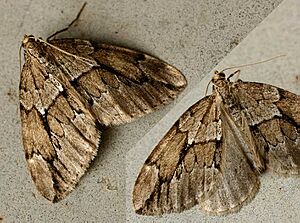 Thera juniperata01