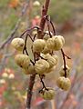 Toxicodendron diversilobum berries