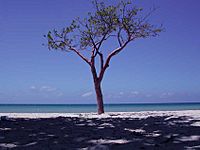 Tree-wikipedia