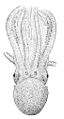 Tremoctopus violaceus3