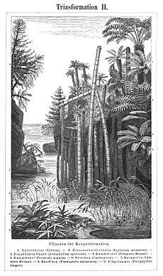 Triassic plants MKL Bd. 15 1890 (128662915)