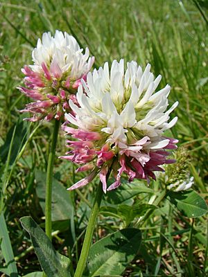 Trifolium ambiguum Y01.jpg