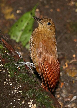 Tyrannine woodcreeper 2