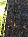 Ultracoelostoma assimile (Sooty Beech Scale)