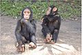 Unnamed - Chimpanzee - Central African Republic
