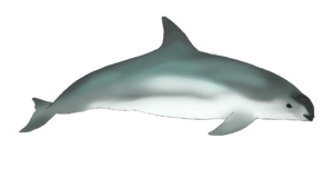 Vaquita swimming through the void. (Phocoena Sinus)