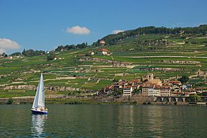 Viñedos Cully-Lavaux