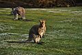 WPZ wallaby 04