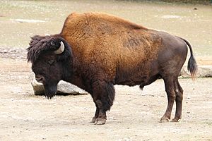 Waldbison Bison bison athabascae Tierpark Hellabrunn-13.jpg
