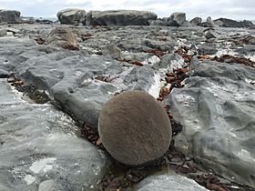 Ward Beach boulder