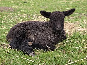 Wensleydale Longwool Lamb 6 days old