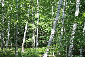White birch at Acadia National Park, ME IMG 2177