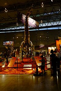 Xianshanosaurus skeleton.jpg