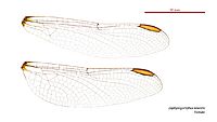 Zephyrogomphus lateralis female wings (34252160243)